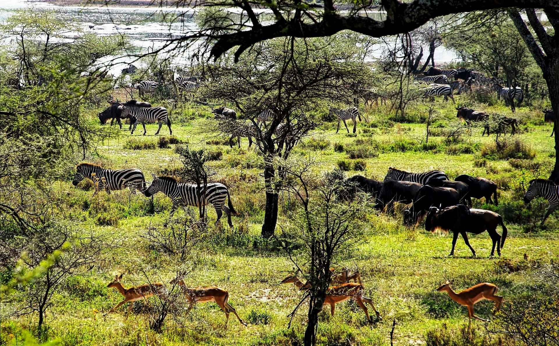 The Secret Season: Why May is the Best Kept Secret for a Serengeti Safari The Secret Season: Why May is the Best Kept Secret for a Serengeti Safari