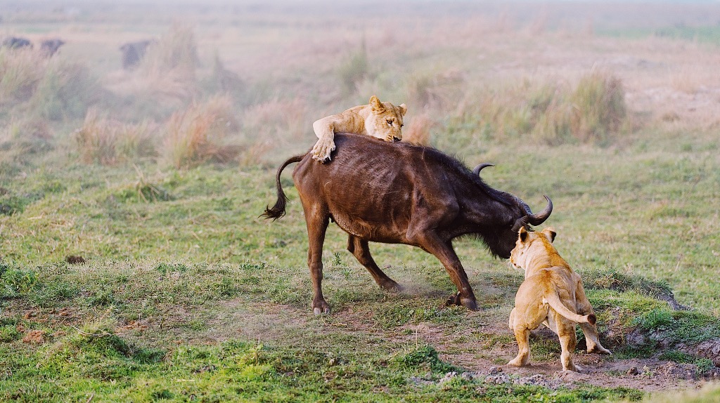 The Secret Season: Why May is the Best Kept Secret for a Serengeti Safari The Secret Season: Why May is the Best Kept Secret for a Serengeti Safari