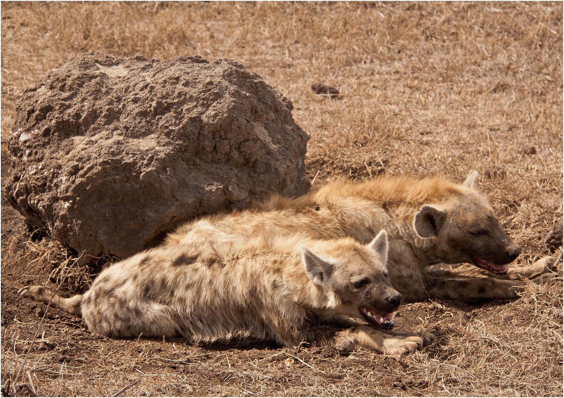 The Secret Season: Why May is the Best Kept Secret for a Serengeti Safari The Secret Season: Why May is the Best Kept Secret for a Serengeti Safari