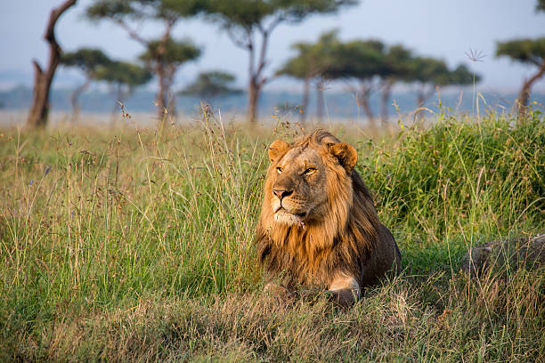 Serengeti or Stone Town? Why You Don’t Have to Choose for Your Next Holiday Serengeti or Stone Town? Why You Don’t Have to Choose for Your Next Holiday
