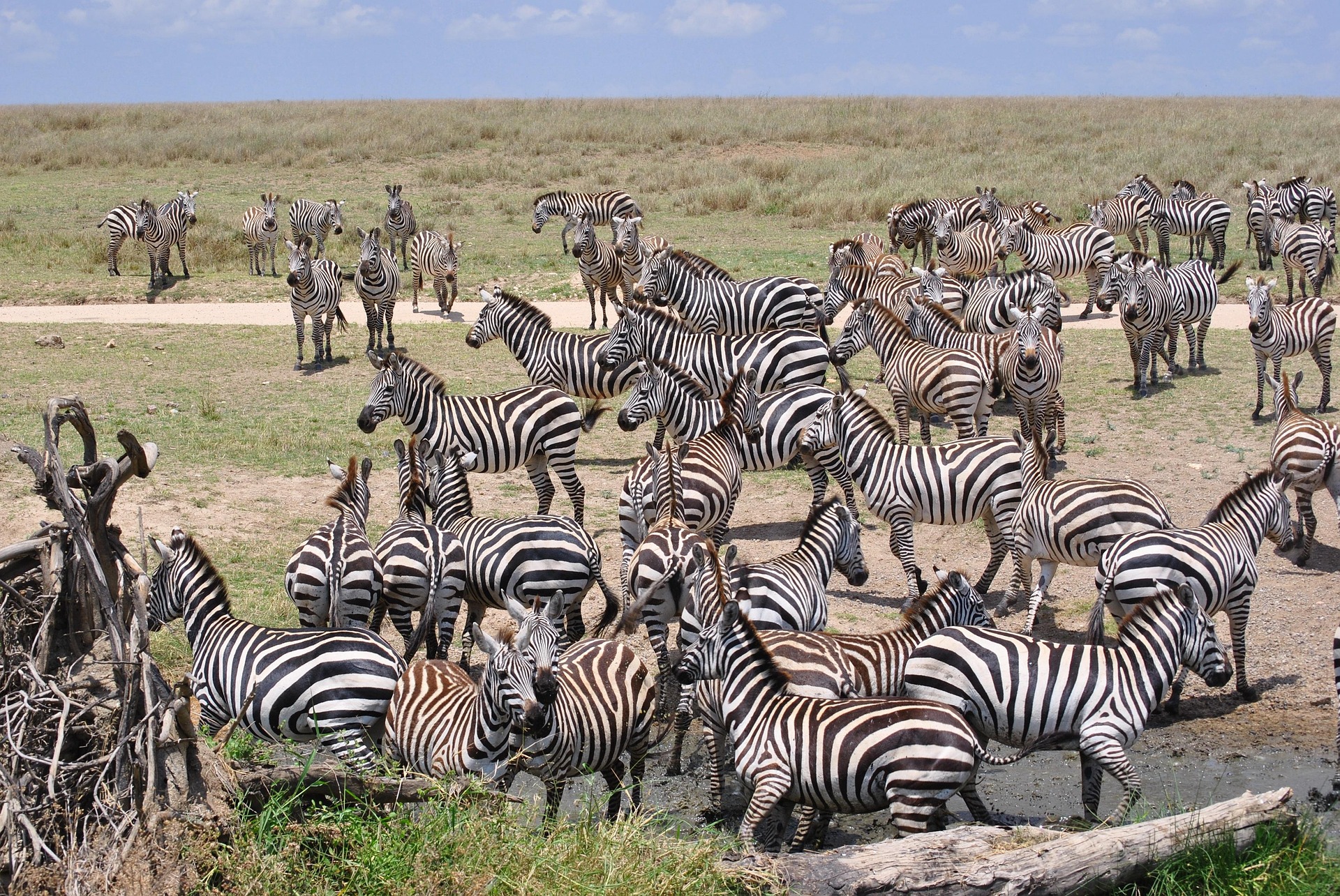 Serengeti or Stone Town? Why You Don’t Have to Choose for Your Next Holiday Serengeti or Stone Town? Why You Don’t Have to Choose for Your Next Holiday