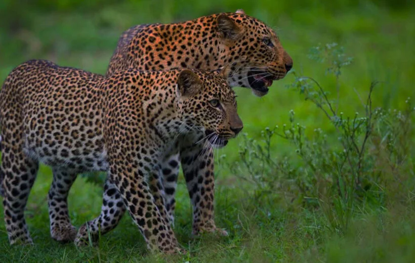 Affordable Honeymoon Safari in May &ndash; A Romantic Tanzania Escape with Us