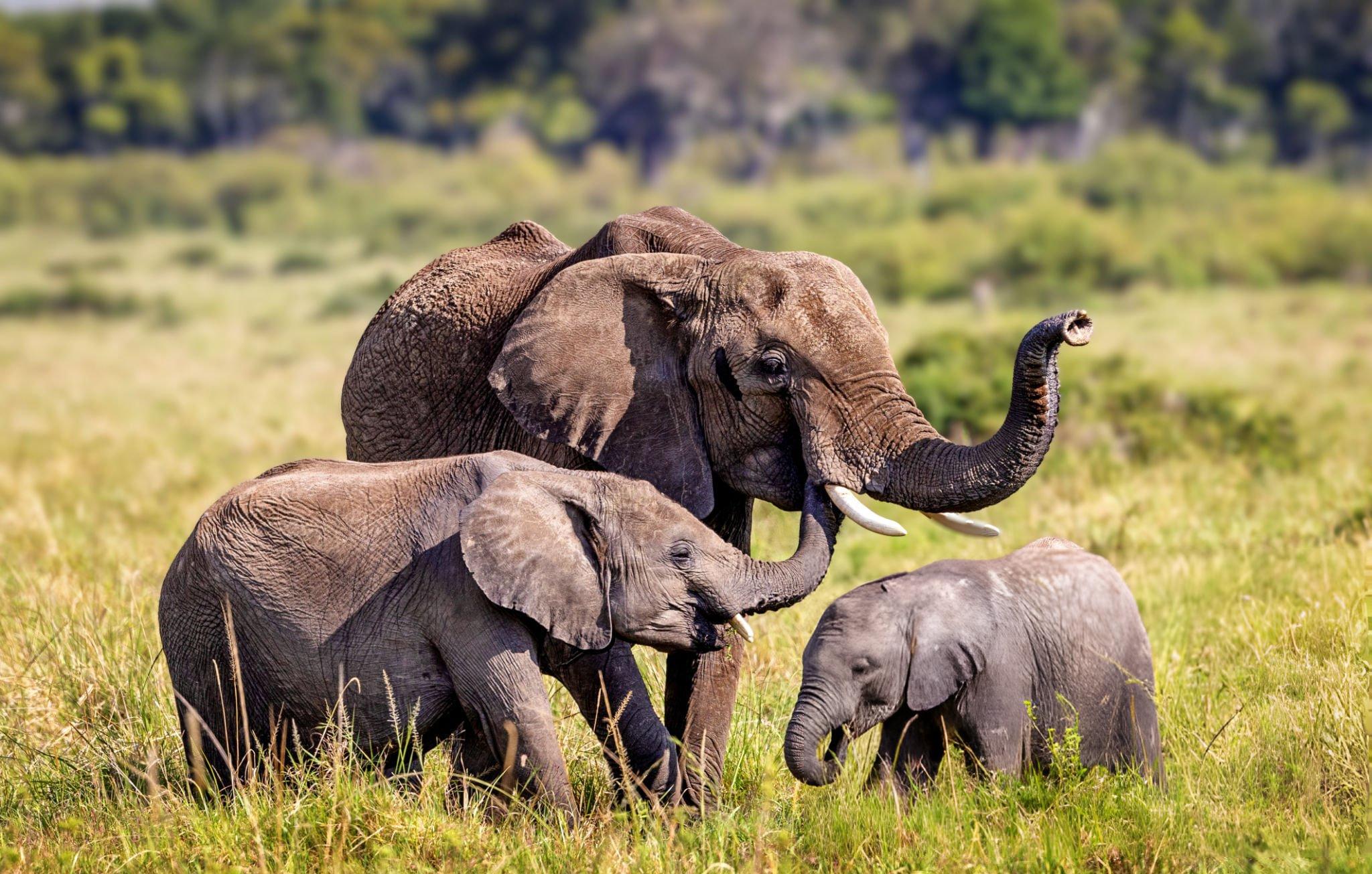 Affordable Honeymoon Safari in May &ndash; A Romantic Tanzania Escape with Us