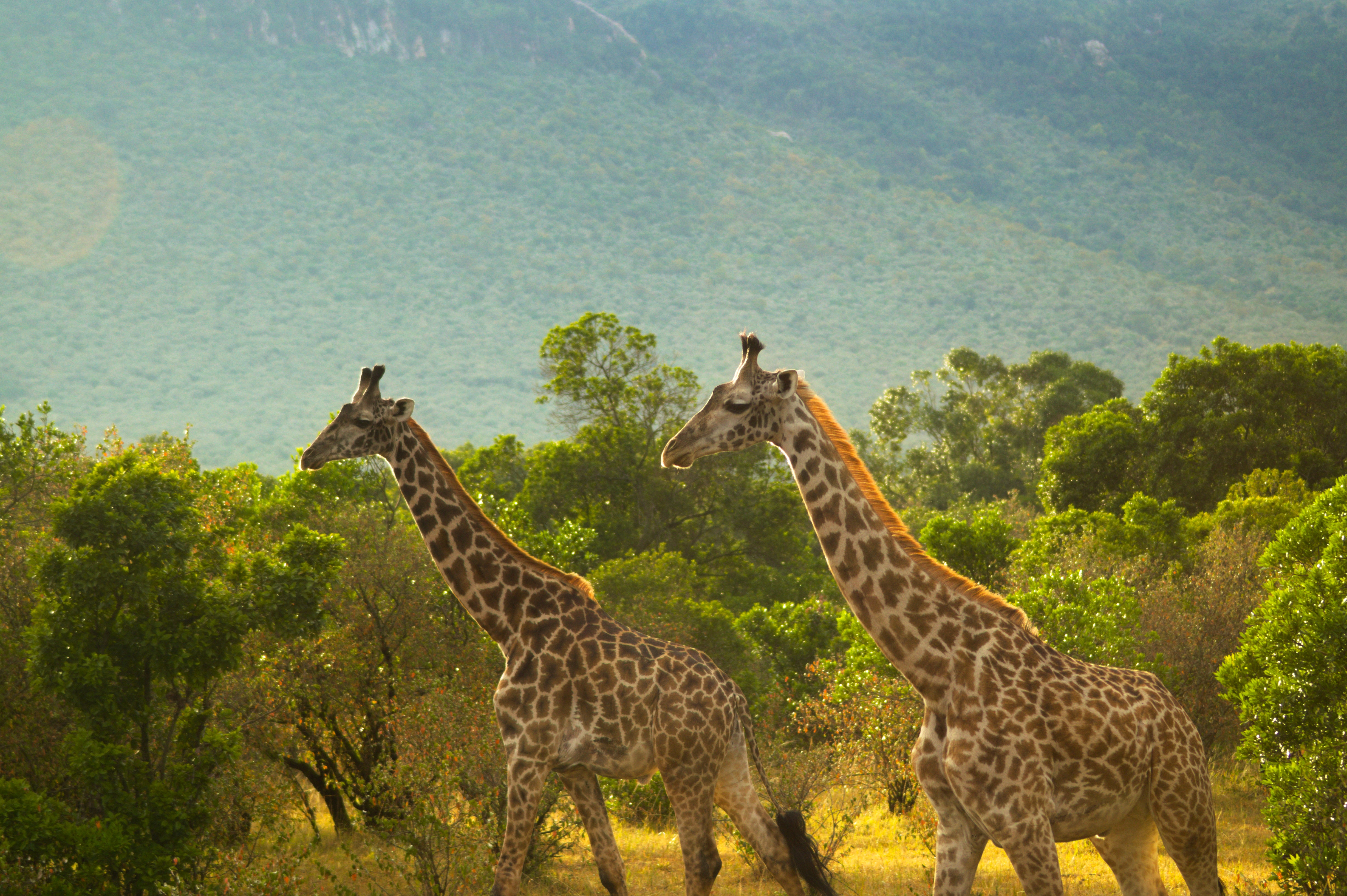 Photographer’s Paradise: Why the “Green Season” Light is the Best for Serengeti Wildlife Shots Photographer’s Paradise: Why the “Green Season” Light is the Best for Serengeti Wildlife Shots