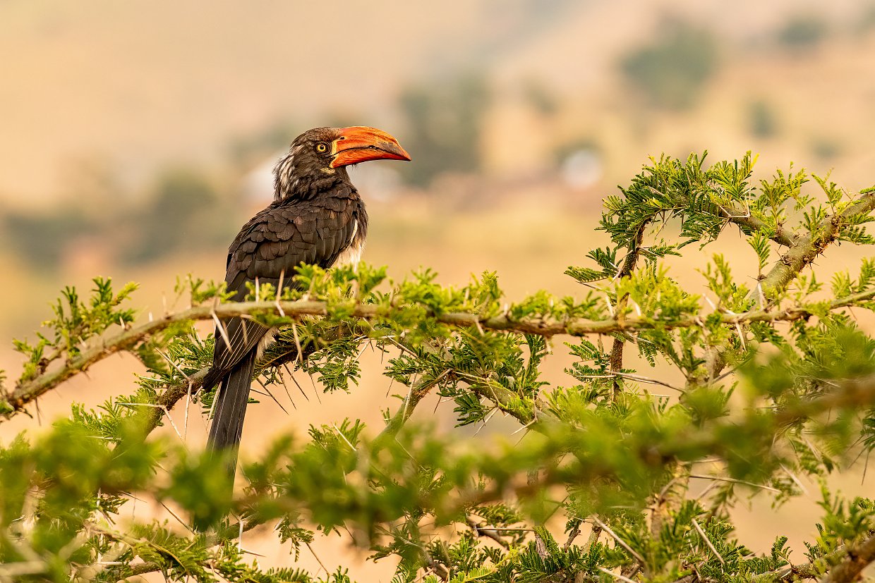 Beyond the Big Five: Discover the Rare Migratory Birds of Lake Manyara in May