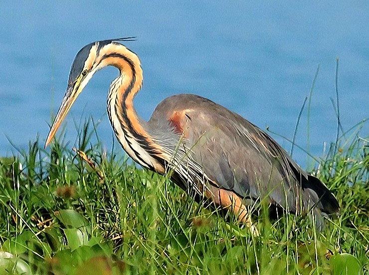 Beyond the Big Five: Discover the Rare Migratory Birds of Lake Manyara in May