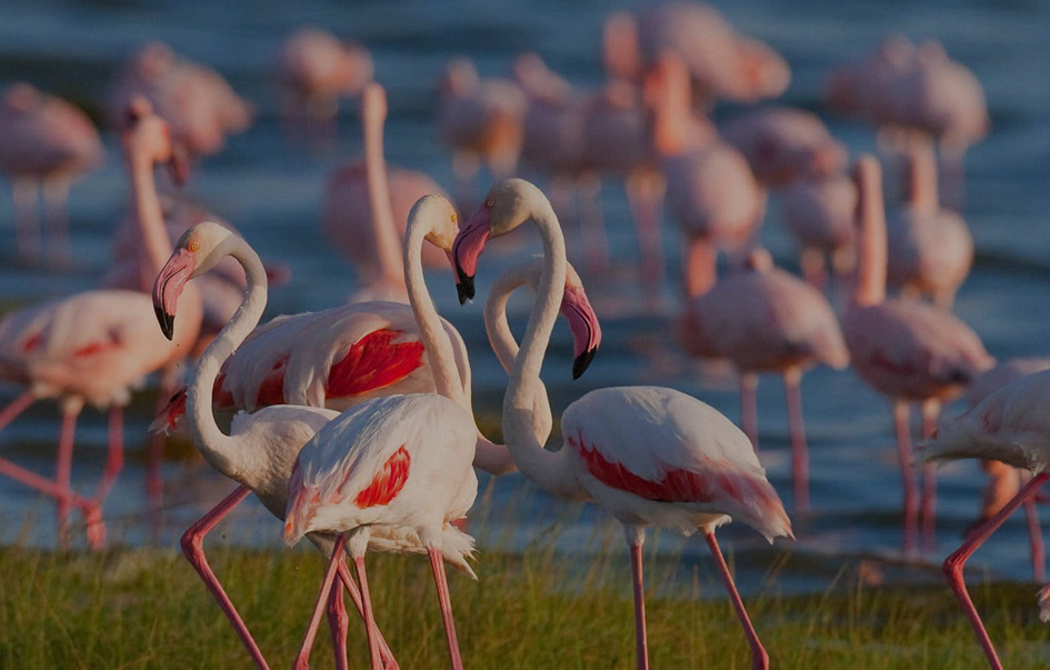 Beyond the Big Five: Discover the Rare Migratory Birds of Lake Manyara in May