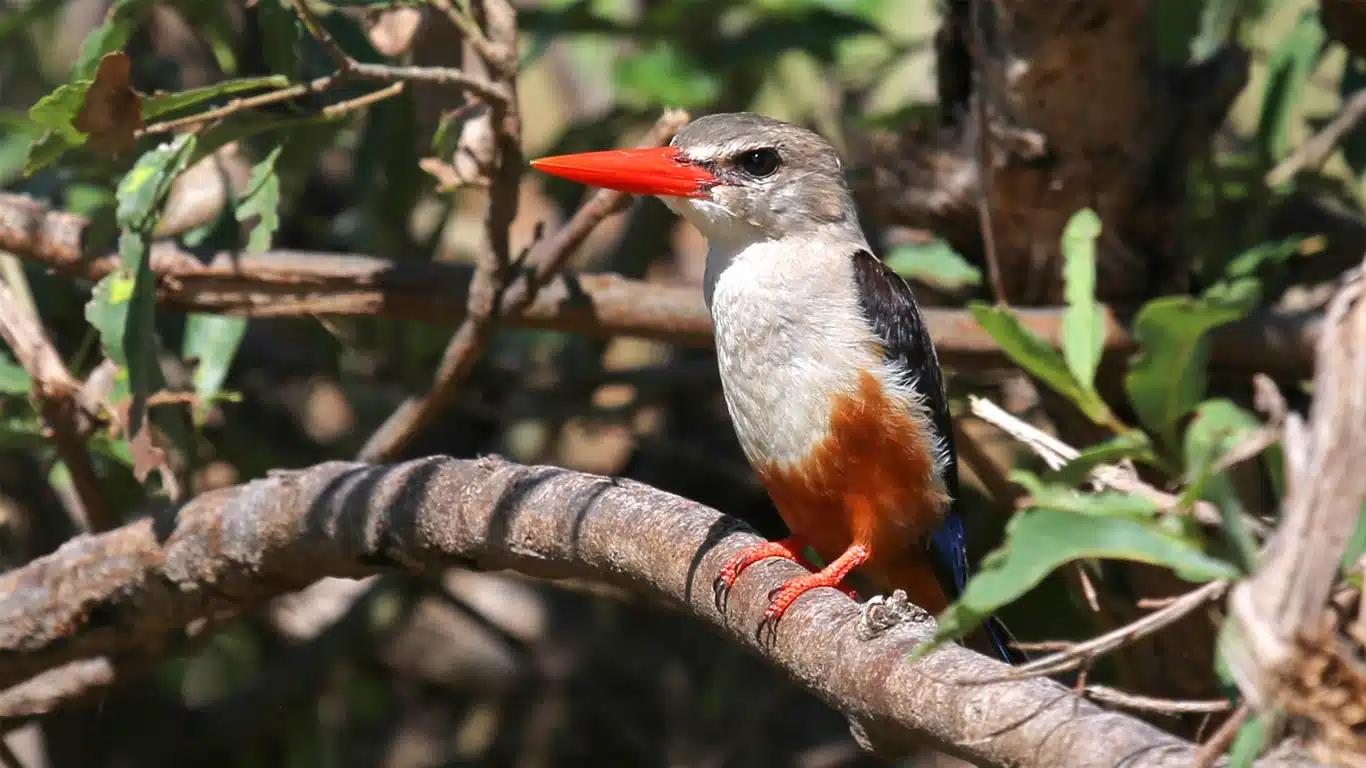 Beyond the Big Five: Discover the Rare Migratory Birds of Lake Manyara in May