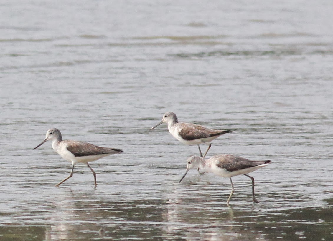 Beyond the Big Five: Discover the Rare Migratory Birds of Lake Manyara in May
