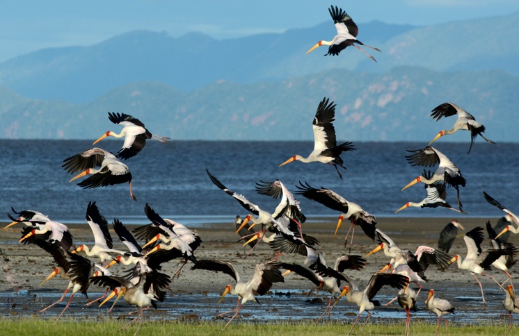 Beyond the Big Five: Discover the Rare Migratory Birds of Lake Manyara in May