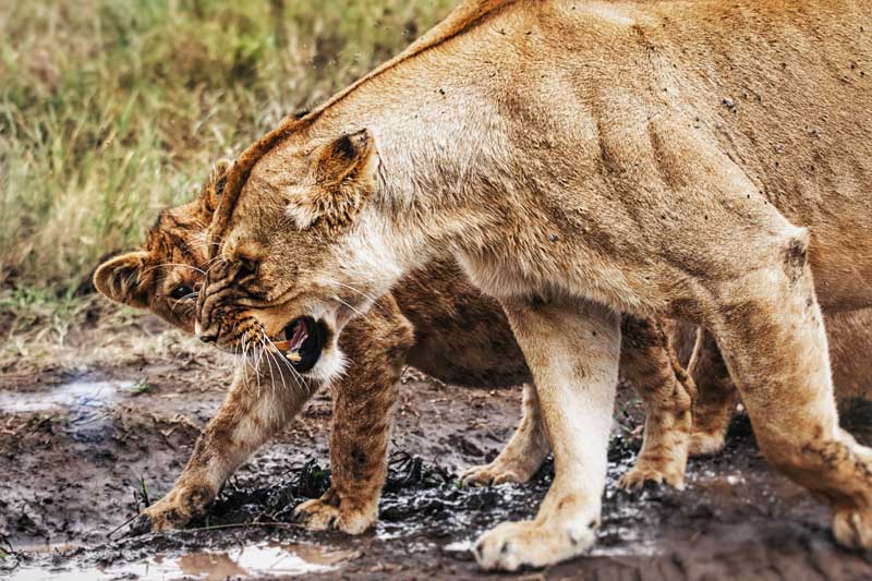 Where Are the Herds? Tracking the Wildebeest Migration (May 2026 Update) Where Are the Herds? Tracking the Wildebeest Migration (May 2026 Update)