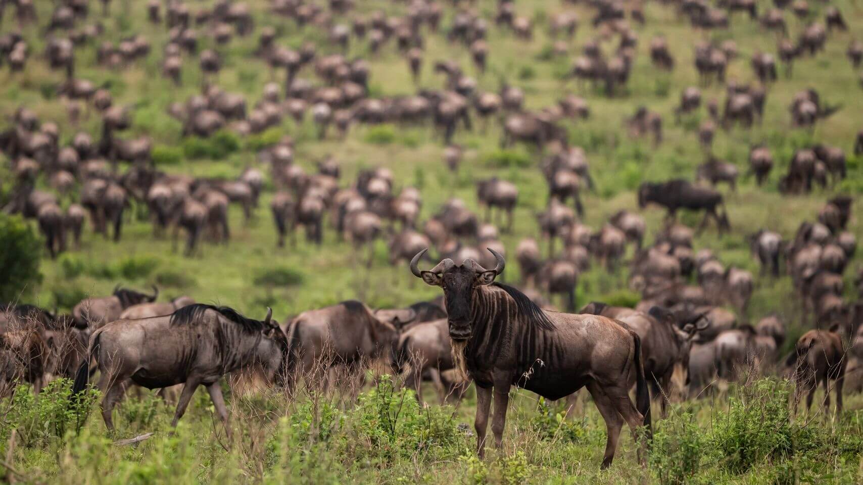 Where Are the Herds? Tracking the Wildebeest Migration (May 2026 Update) Where Are the Herds? Tracking the Wildebeest Migration (May 2026 Update)