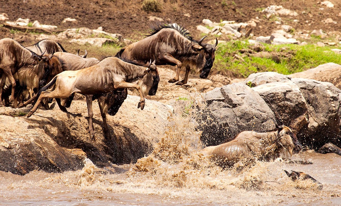 Where Are the Herds? Tracking the Wildebeest Migration (May 2026 Update) Where Are the Herds? Tracking the Wildebeest Migration (May 2026 Update)