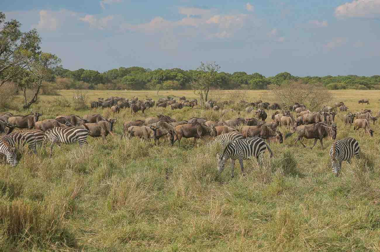 Where Are the Herds? Tracking the Wildebeest Migration (May 2026 Update) Where Are the Herds? Tracking the Wildebeest Migration (May 2026 Update)