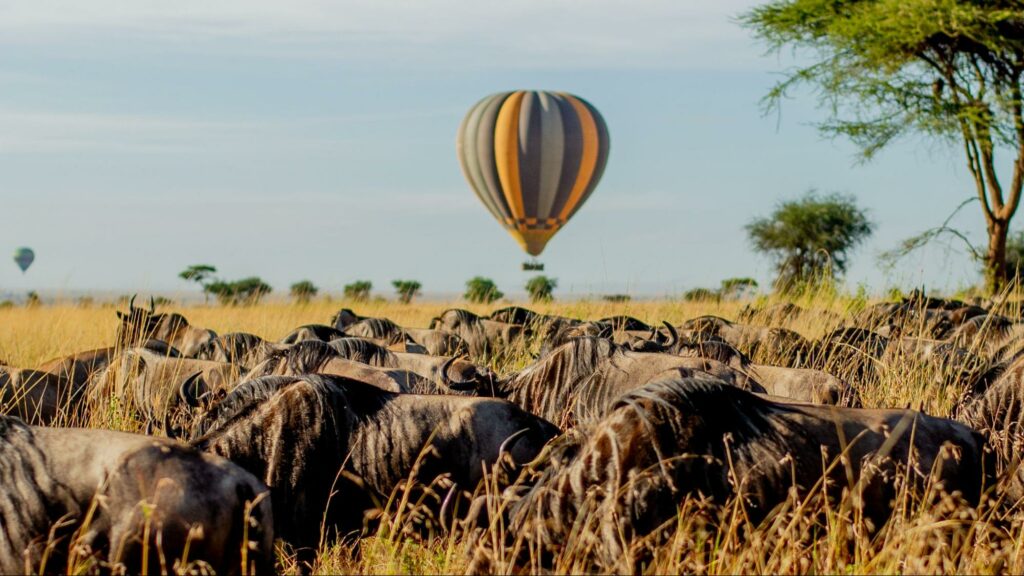 Great Migration Safari 2026: Following the Herds Through June, July, and August