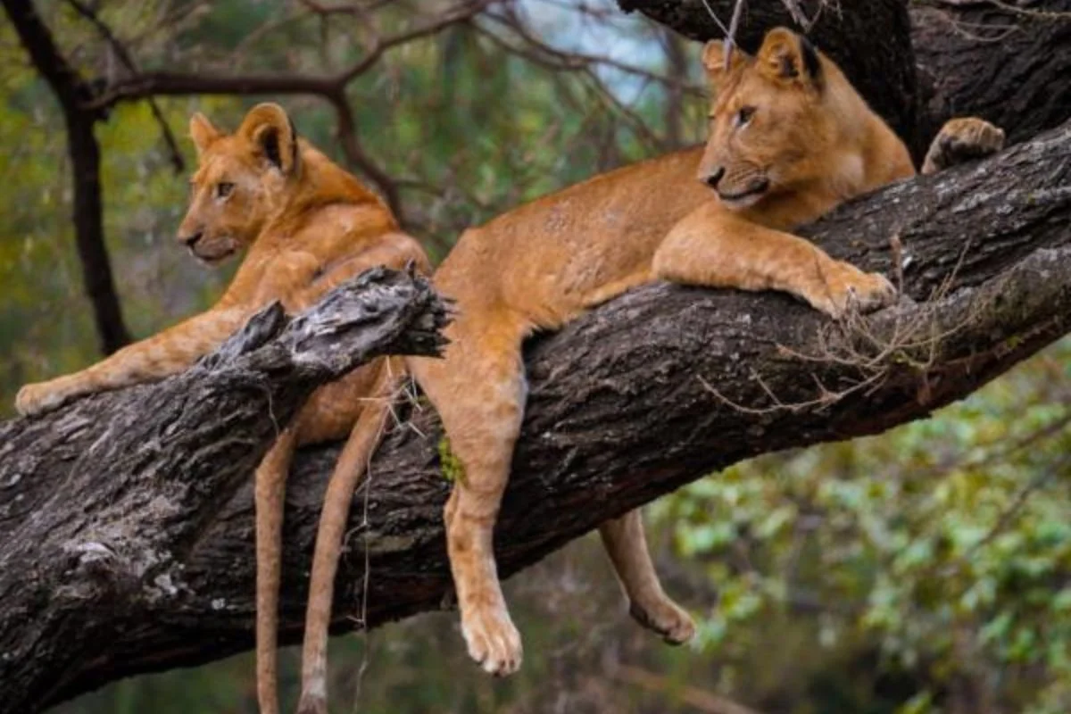 Great Migration Safari 2026: Following the Herds Through June, July, and August