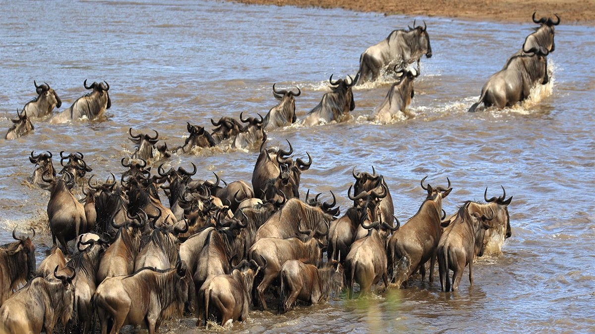 Great Migration Safari 2026: Following the Herds Through June, July, and August