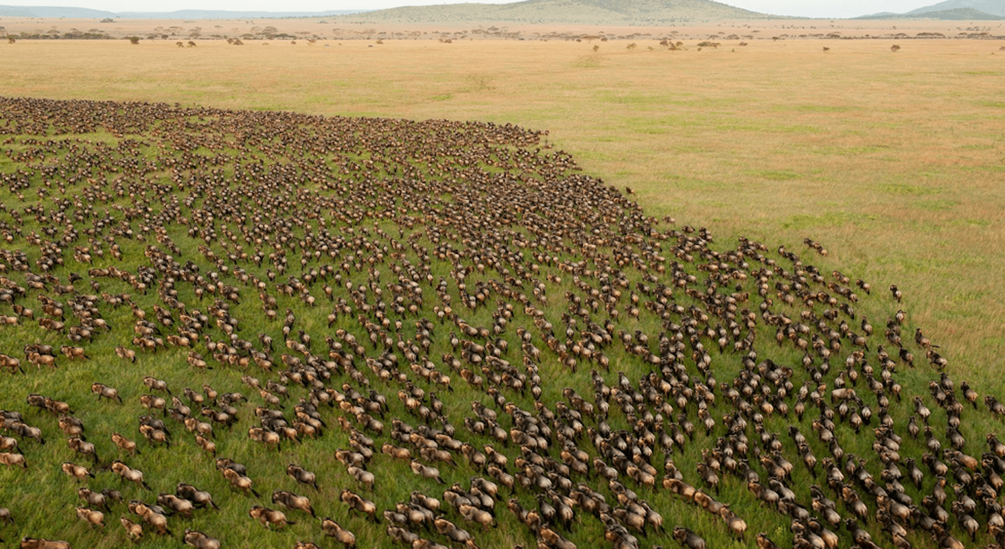 Great Migration Safari 2026: Following the Herds Through June, July, and August