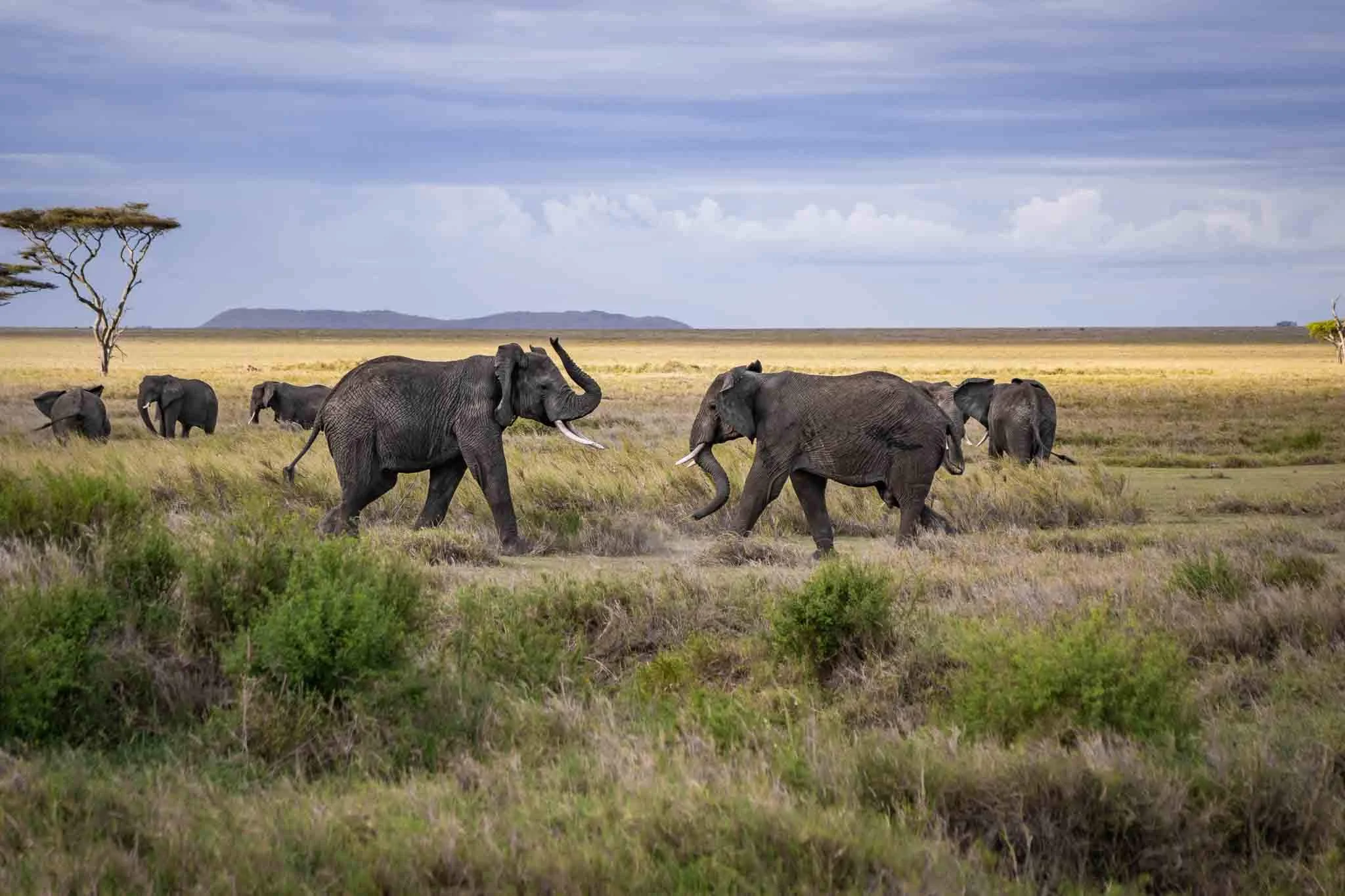 Tracking the Great Migration Herds in June: A Complete Guide