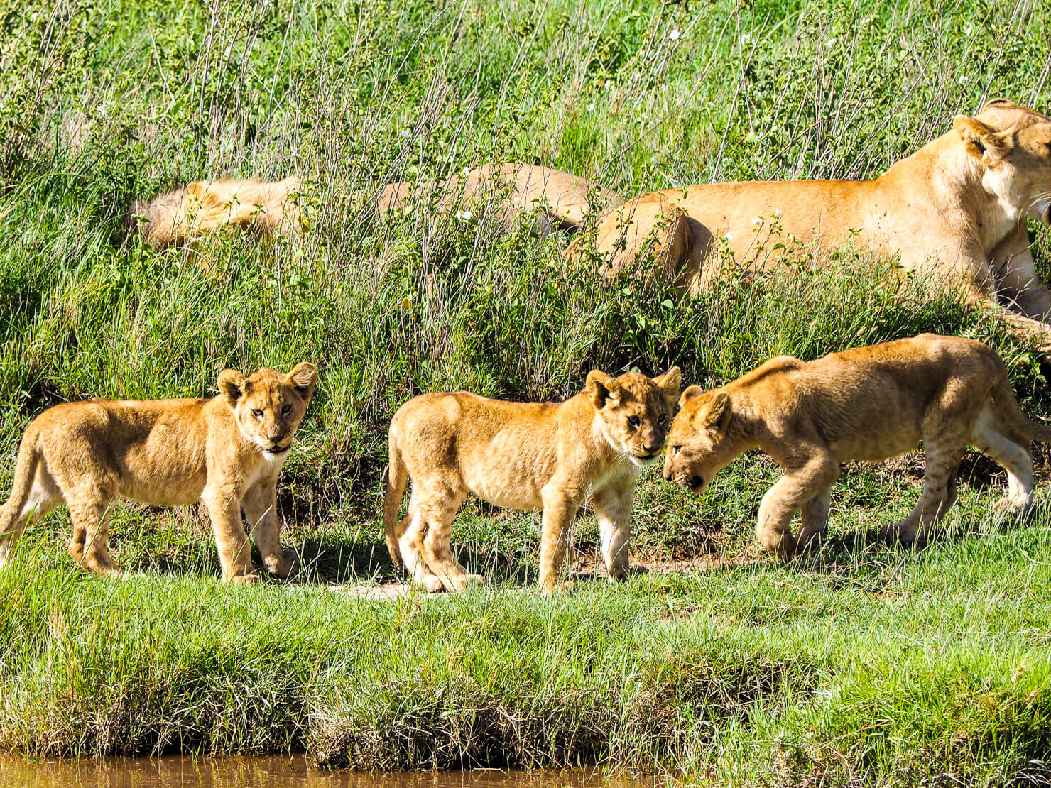 Tracking the Great Migration Herds in June: A Complete Guide