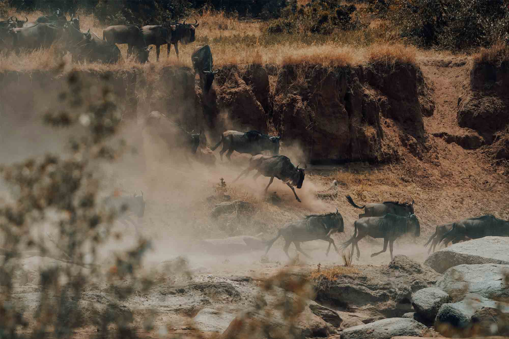 Tracking the Great Migration Herds in June: A Complete Guide
