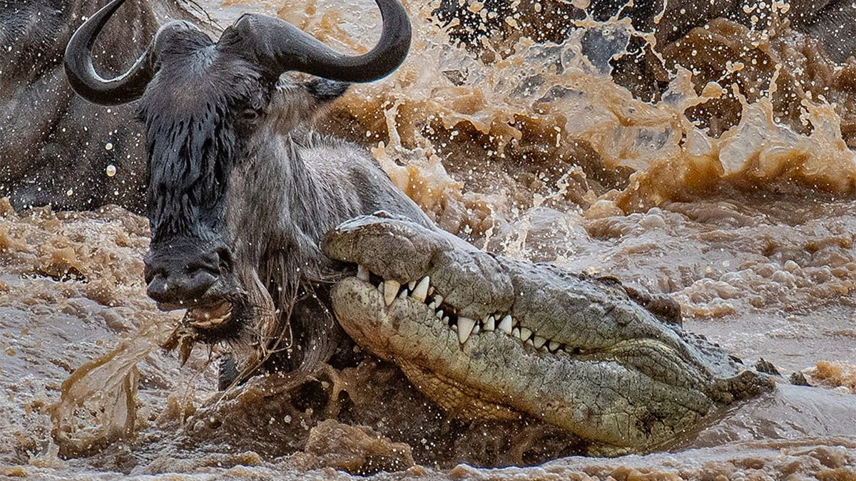 Tracking the Great Migration Herds in June: A Complete Guide