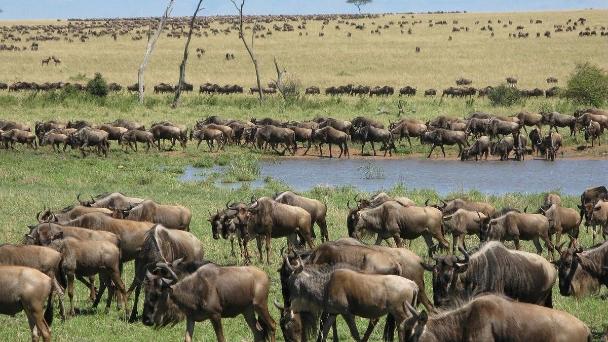 Tracking the Great Migration Herds in June: A Complete Guide