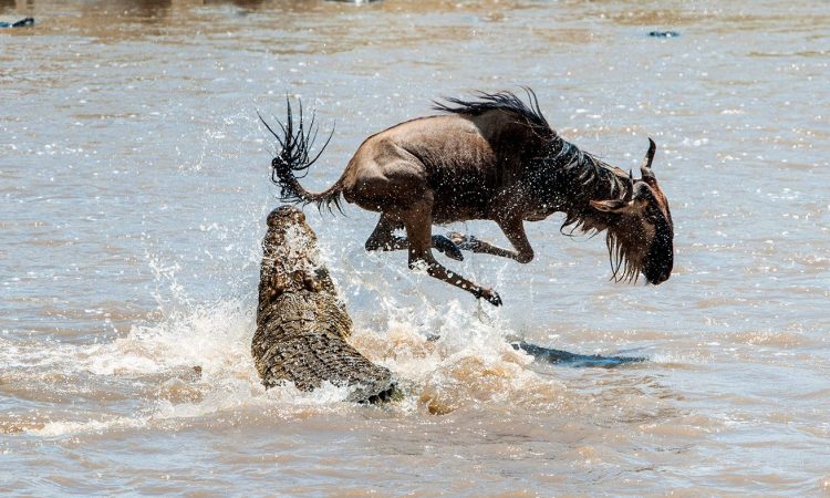 Serengeti Migration June 2026: Where the Herds Are and What We Expect This Season Serengeti Migration June 2026: Where the Herds Are and What We Expect This Season