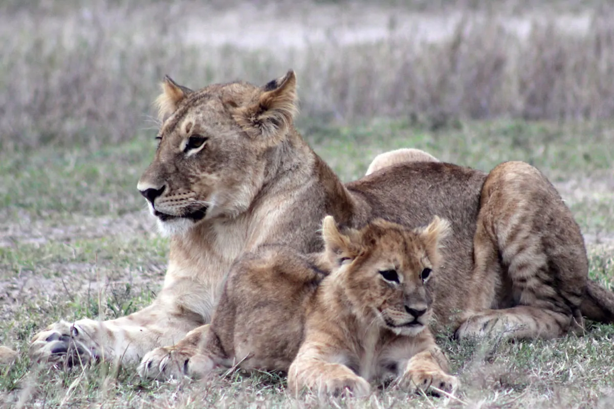 Serengeti Migration June 2026: Where the Herds Are and What We Expect This Season Serengeti Migration June 2026: Where the Herds Are and What We Expect This Season