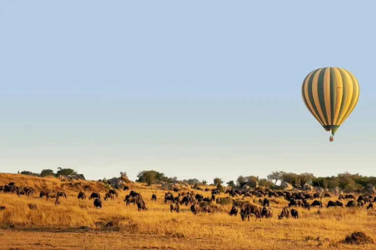 Serengeti Migration June 2026: Where the Herds Are and What We Expect This Season Serengeti Migration June 2026: Where the Herds Are and What We Expect This Season