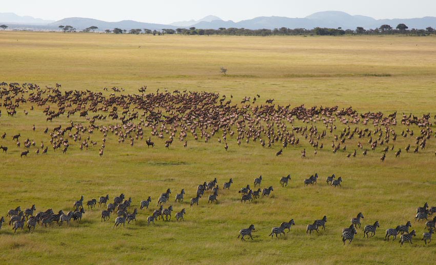 Serengeti Migration June 2026: Where the Herds Are and What We Expect This Season Serengeti Migration June 2026: Where the Herds Are and What We Expect This Season
