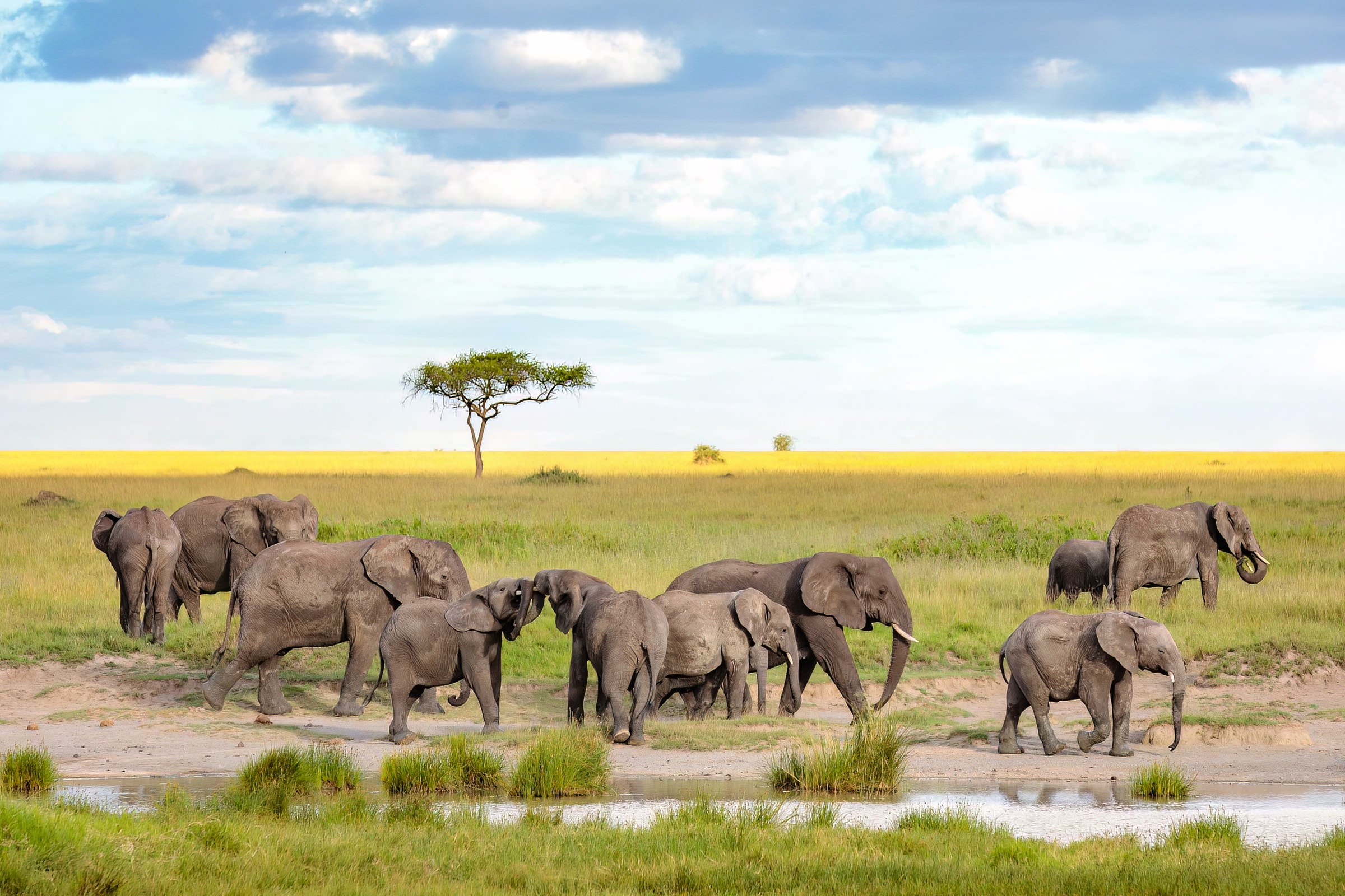 5 Day Serengeti Safari 2026 – Ultimate Tanzania Wildlife Journey 5 Day Serengeti Safari 2026 – Ultimate Tanzania Wildlife Journey