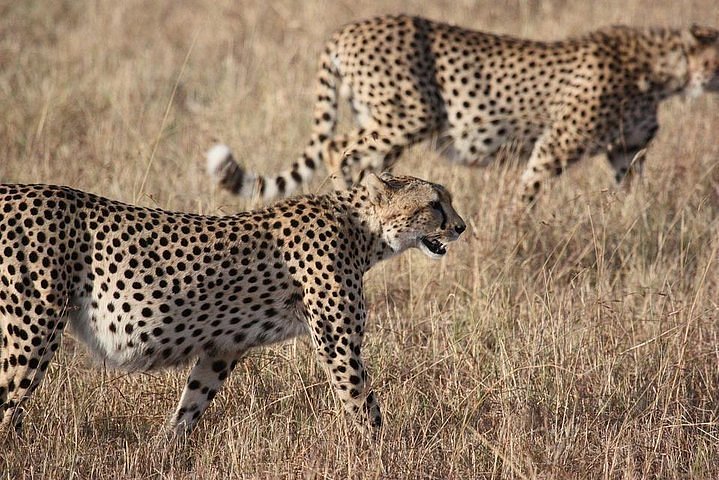 5 Day Serengeti Safari 2026 – Ultimate Tanzania Wildlife Journey 5 Day Serengeti Safari 2026 – Ultimate Tanzania Wildlife Journey