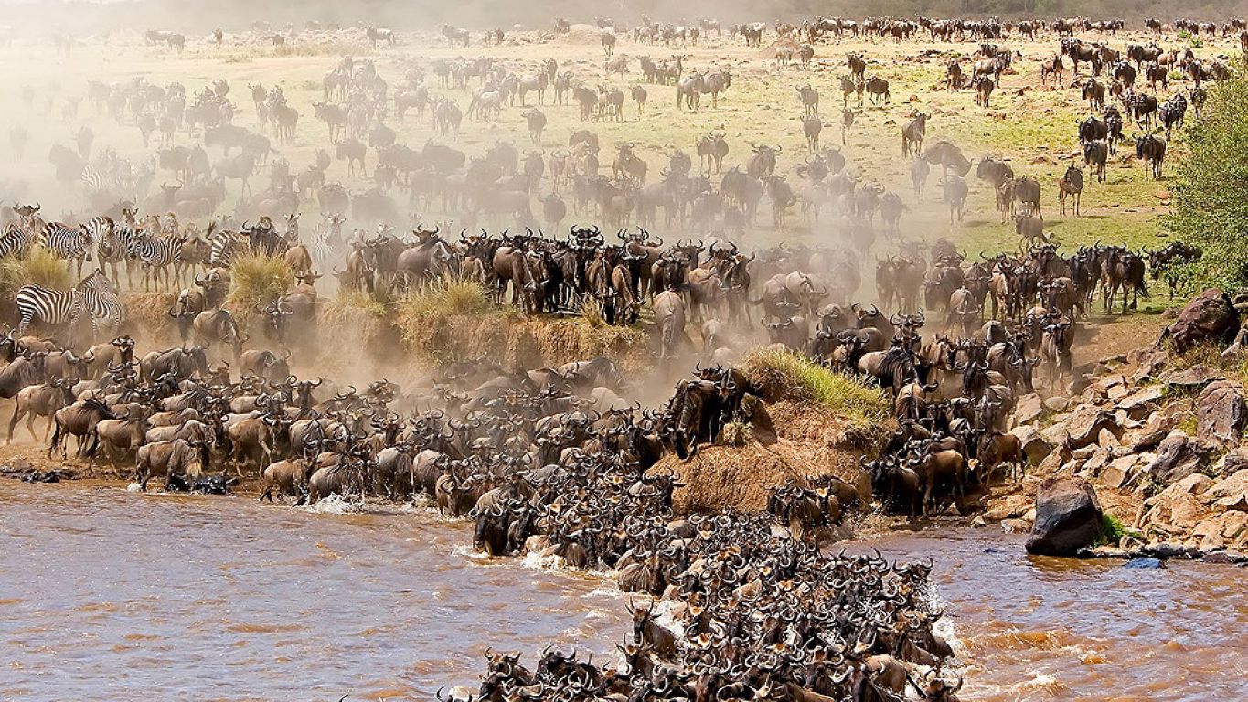Where Will the Great Migration Be in Summer 2026? Expert Safari Guide