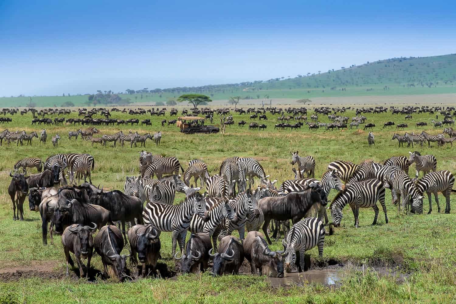 Where Will the Great Migration Be in Summer 2026? Expert Safari Guide