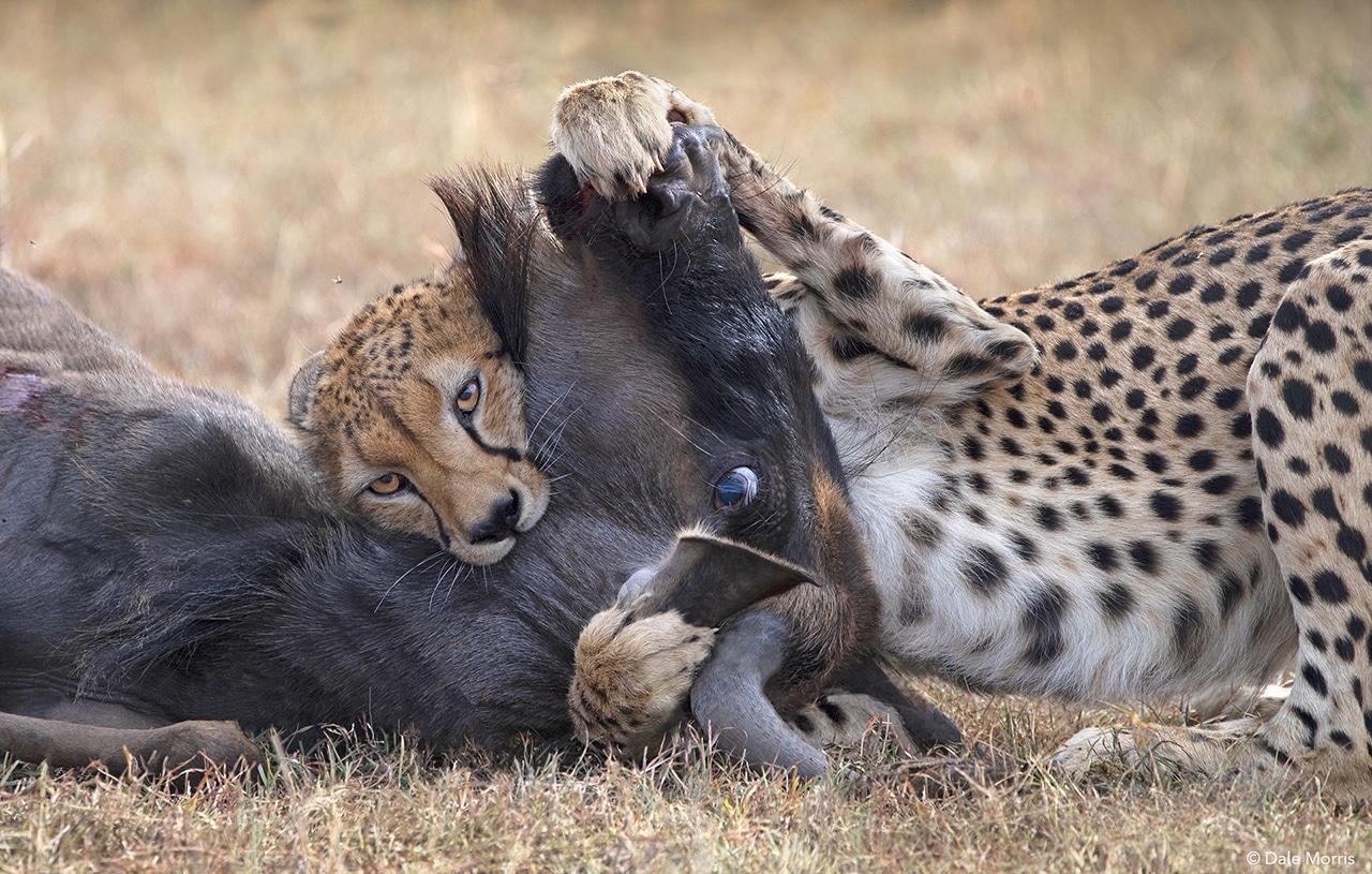 Where Will the Great Migration Be in Summer 2026? Expert Safari Guide