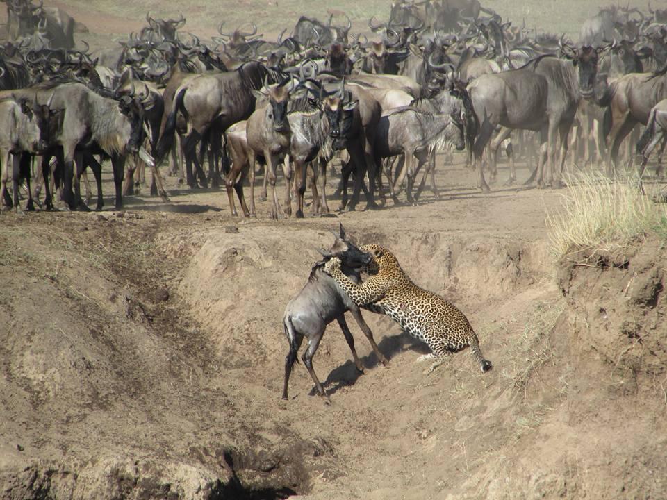 Where Will the Great Migration Be in Summer 2026? Expert Safari Guide