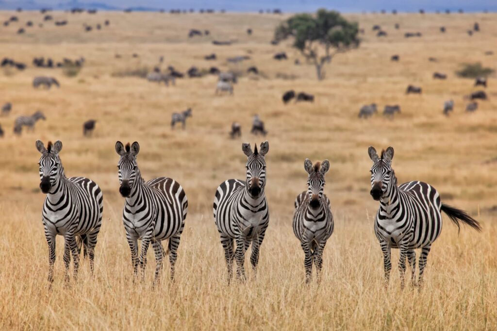Where Will the Great Migration Be in Summer 2026? Expert Safari Guide