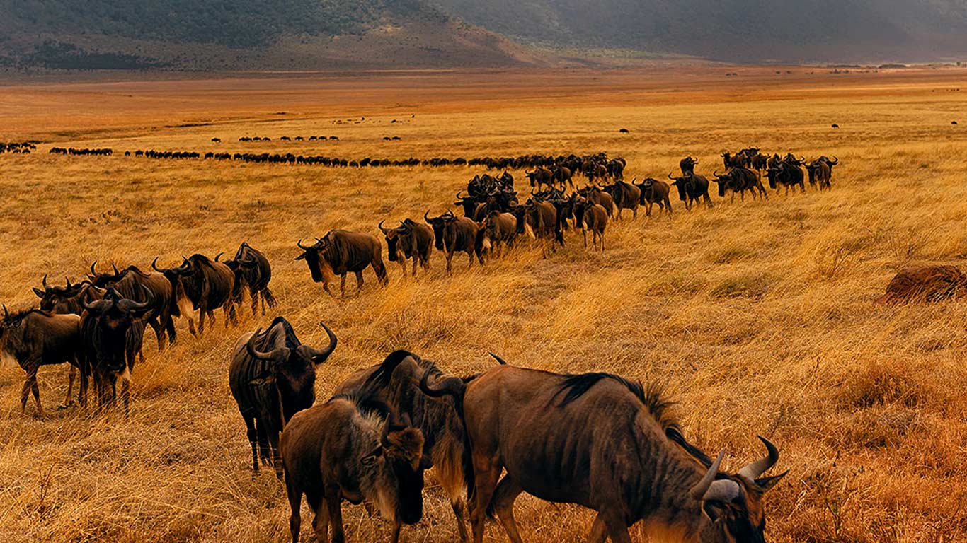 Where Is the Great Migration in June, July, and August 2026? A Month by Month Guide
