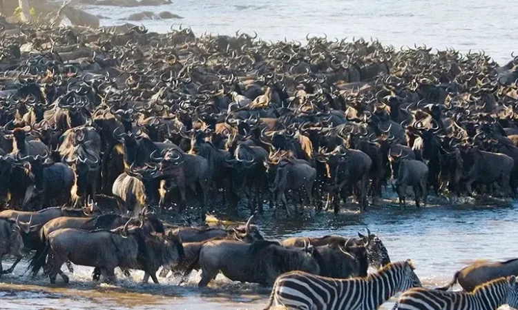 Where Is the Great Migration in June, July, and August 2026? A Month by Month Guide