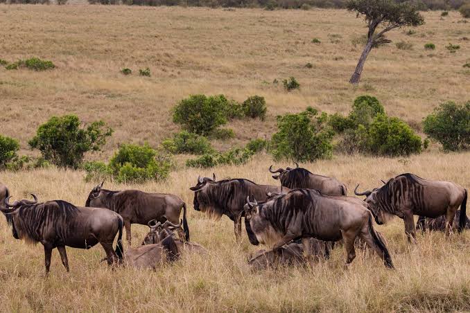 Where Is the Great Migration in June, July, and August 2026? A Month by Month Guide