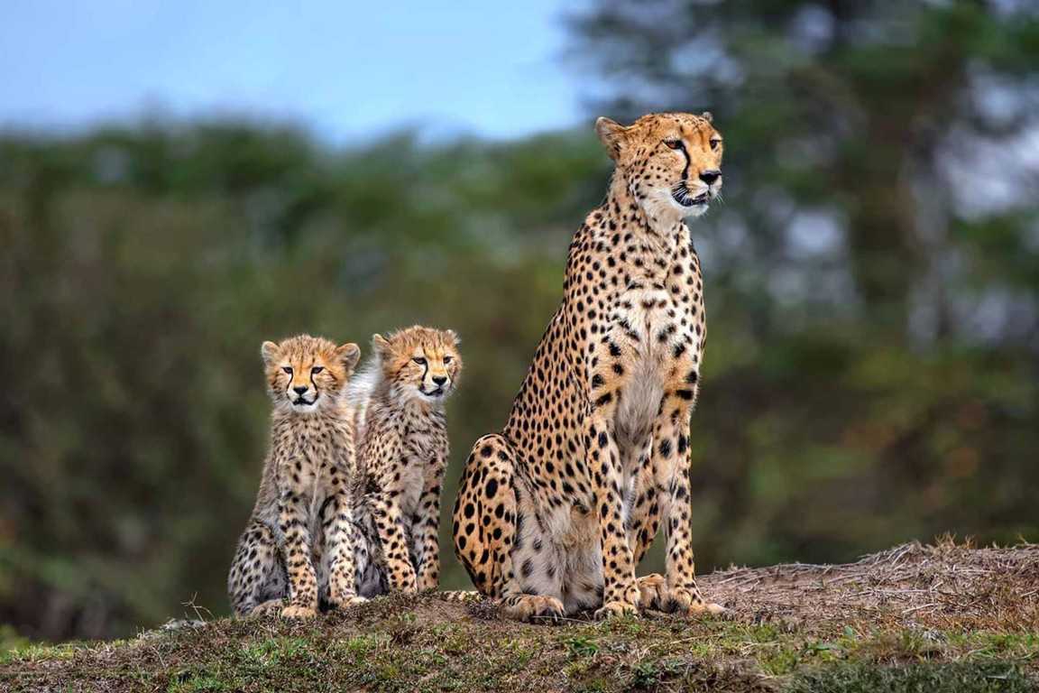 Where Is the Great Migration in June, July, and August 2026? A Month by Month Guide