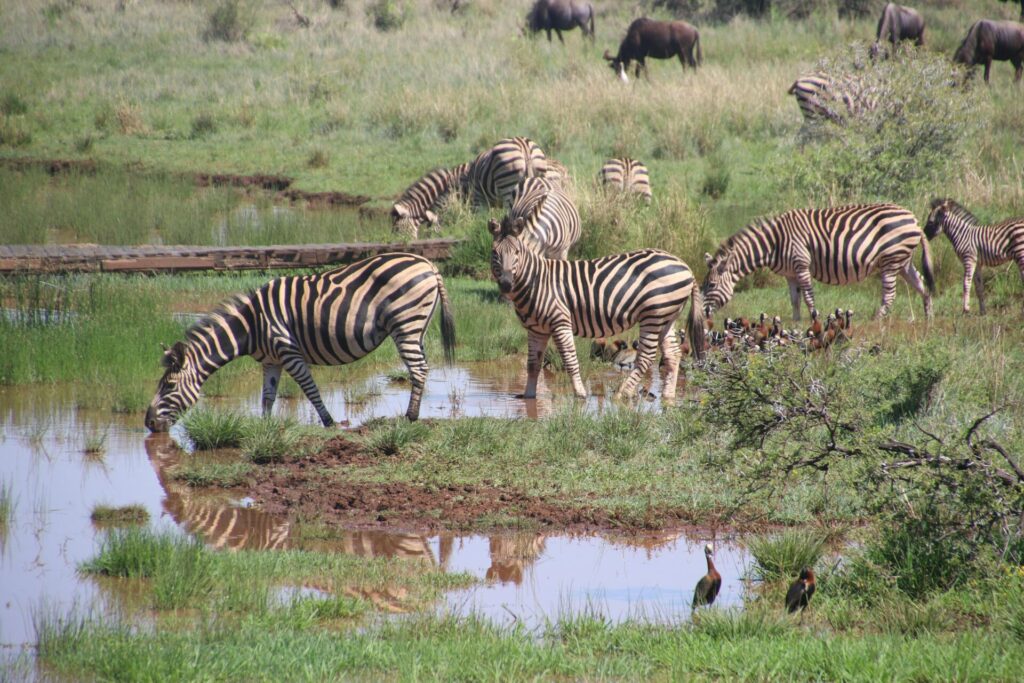 Luxury Safari and Zanzibar Honeymoon Guide