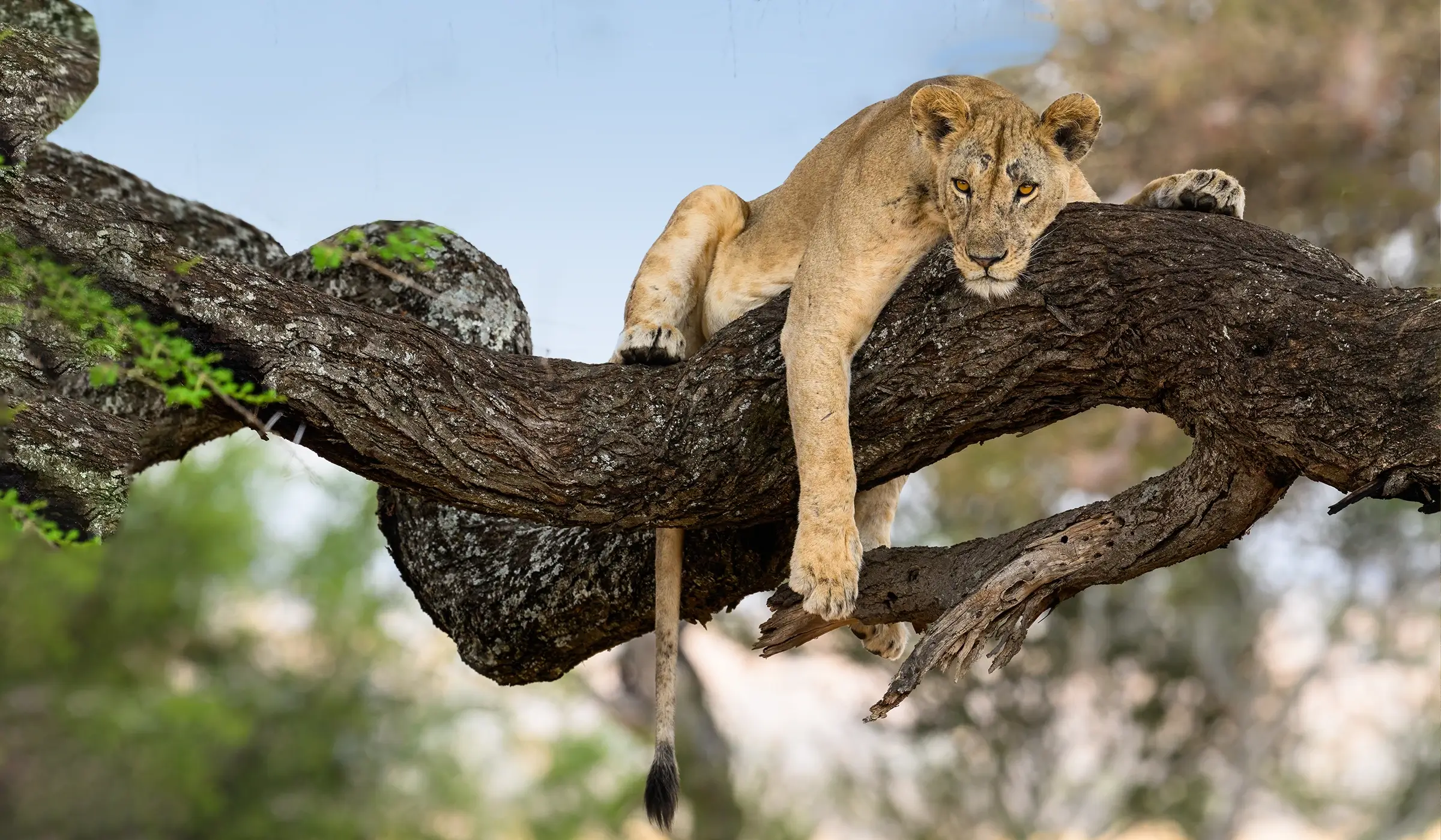 Luxury Safari and Zanzibar Honeymoon Guide