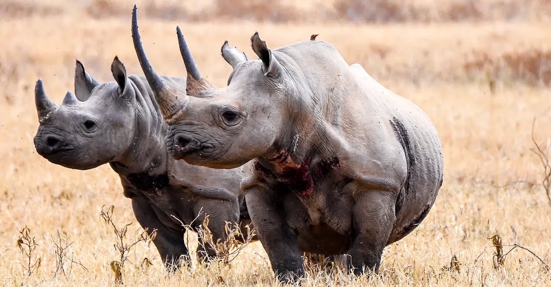 Big Five Tanzania Safari: The Ultimate Wildlife Experience with Us Big Five Tanzania Safari: The Ultimate Wildlife Experience with Us