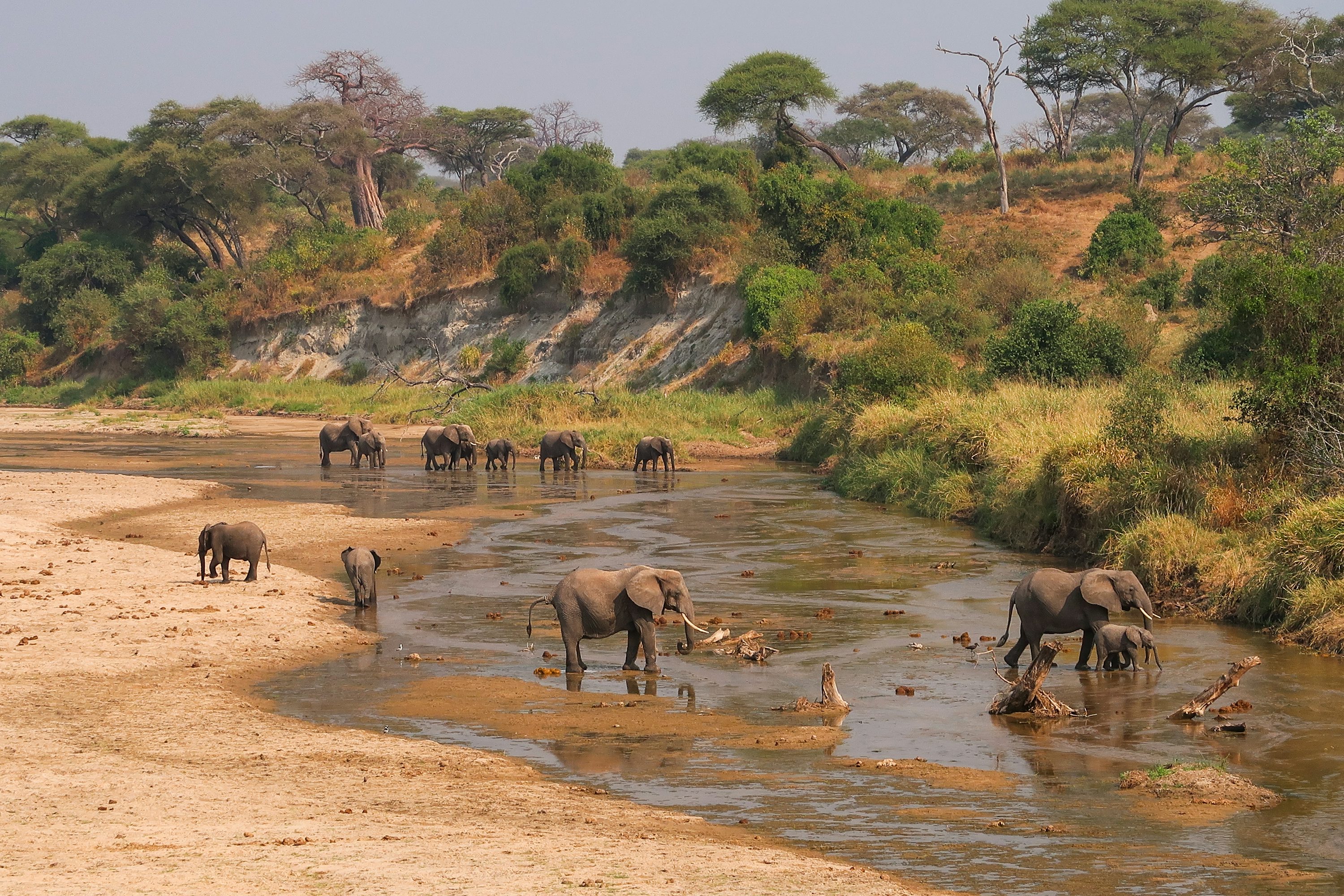 Big Five Tanzania Safari: The Ultimate Wildlife Experience with Us Big Five Tanzania Safari: The Ultimate Wildlife Experience with Us