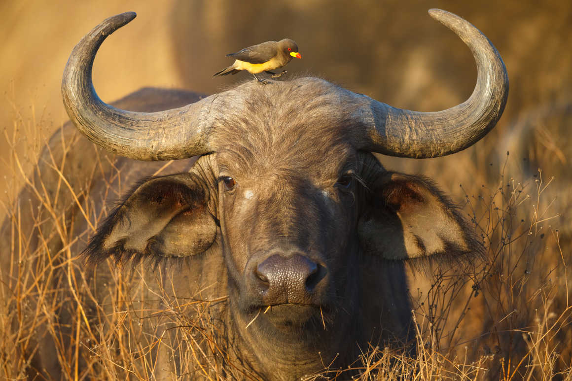Big Five Tanzania Safari: The Ultimate Wildlife Experience with Us Big Five Tanzania Safari: The Ultimate Wildlife Experience with Us