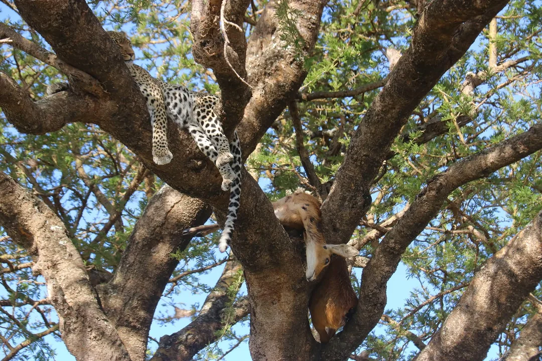 Big Five Tanzania Safari: The Ultimate Wildlife Experience with Us Big Five Tanzania Safari: The Ultimate Wildlife Experience with Us