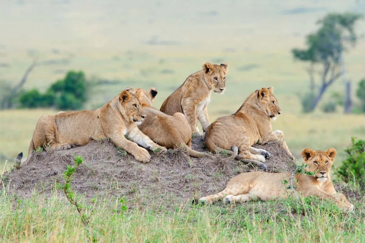 Big Five Tanzania Safari: The Ultimate Wildlife Experience with Us Big Five Tanzania Safari: The Ultimate Wildlife Experience with Us