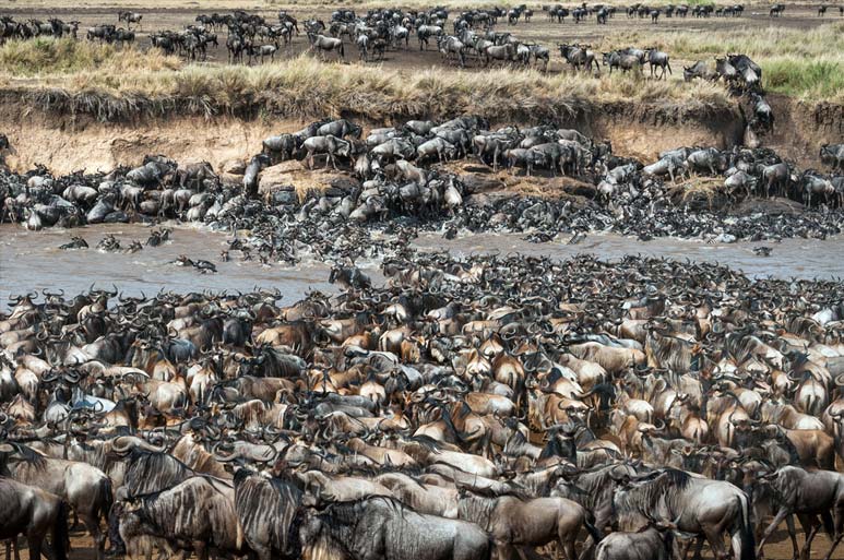 Great Migration River Crossings 2026: Where to Be in July and August